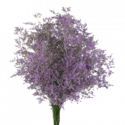 Baby’s Breath Flower PNG Cutout
