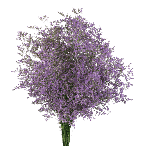 Baby's Breath Flower PNG Cutout