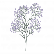 Baby’s Breath Flower PNG File
