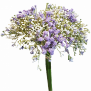 Baby’s Breath Flower PNG HD Image
