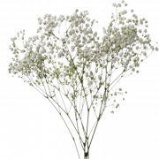 Baby’s Breath Flower PNG Image