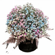 Baby’s Breath Flower PNG Image HD