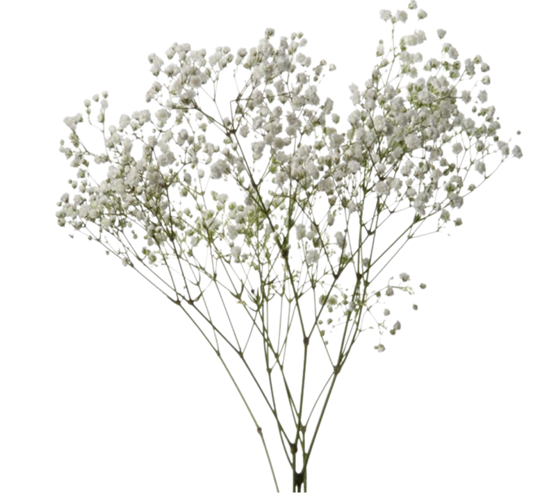Baby's Breath Flower PNG Image