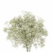 Baby’s Breath Flower PNG Images