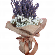 Baby’s Breath Flower PNG Images HD