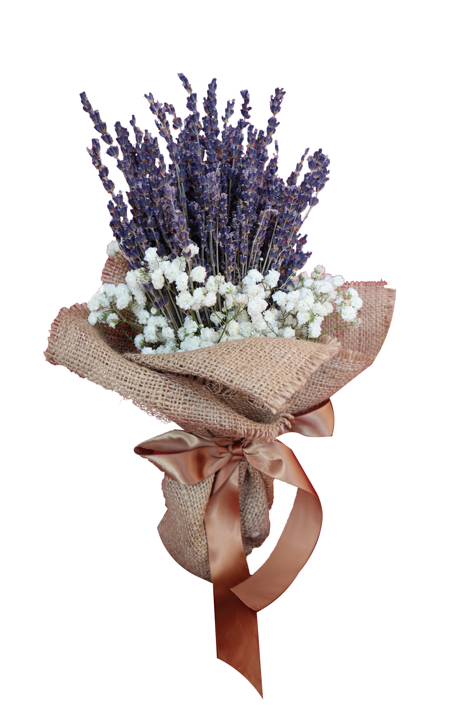 Baby's Breath Flower PNG Images HD