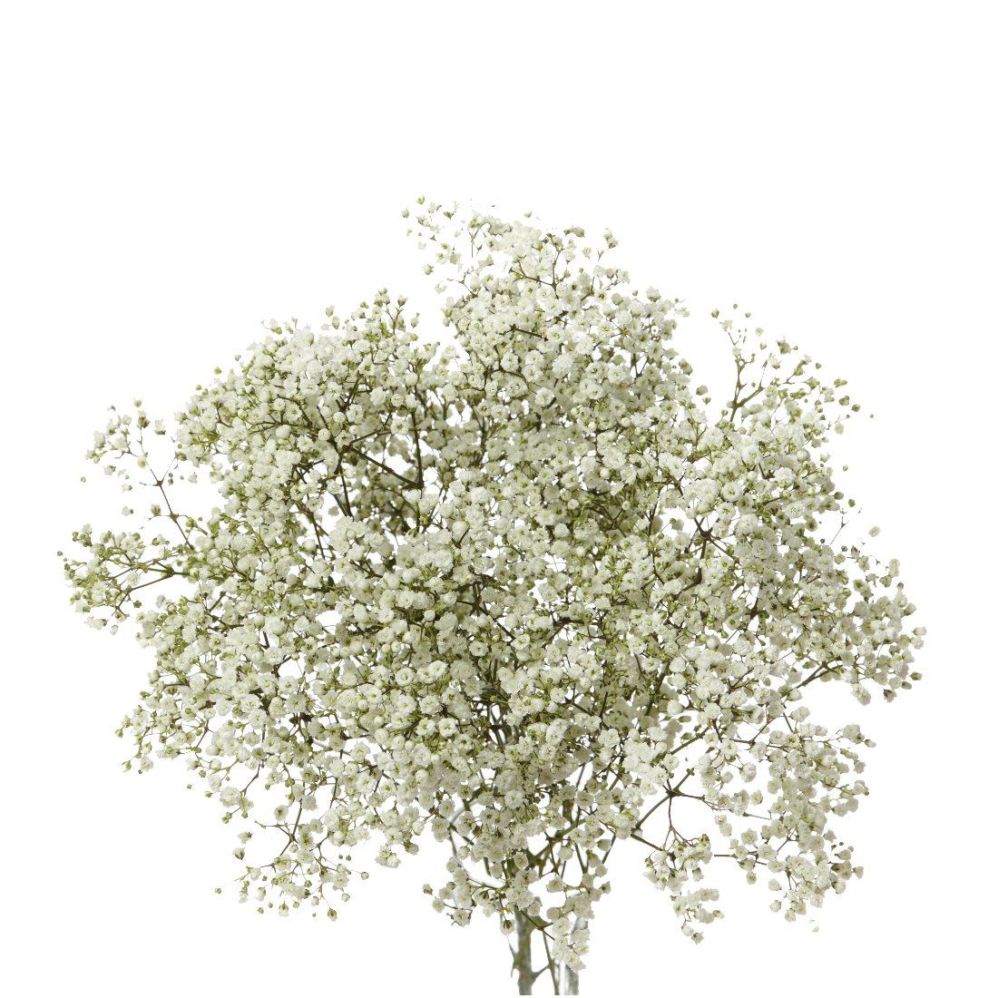 Baby's Breath Flower PNG Images