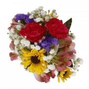 Baby’s Breath Flower PNG Picture