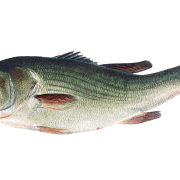 Bass Fish PNG Cutout