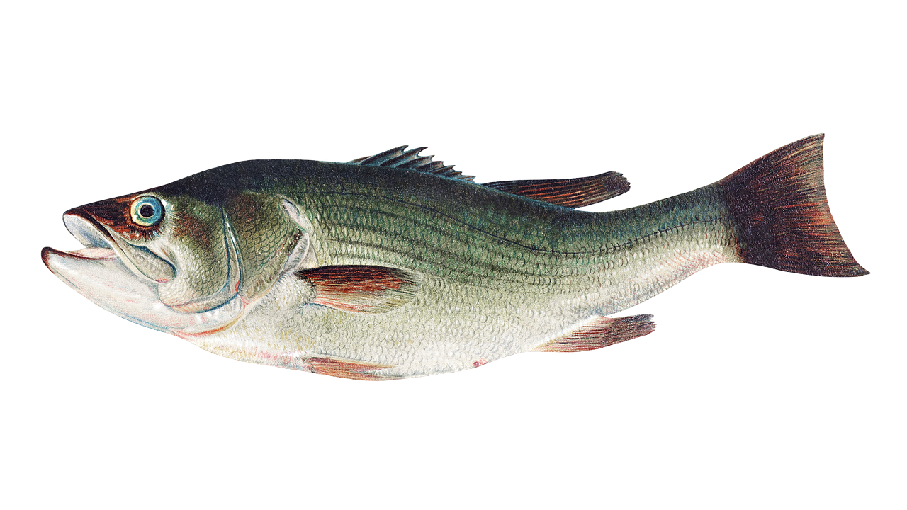 Bass Fish PNG Cutout