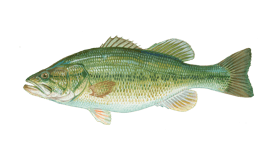 Bass Fish PNG File
