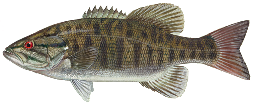 Bass Fish PNG Free Image