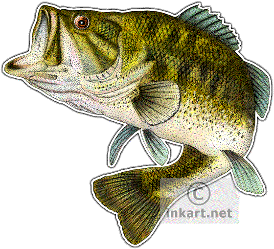 Bass Fish PNG HD Image