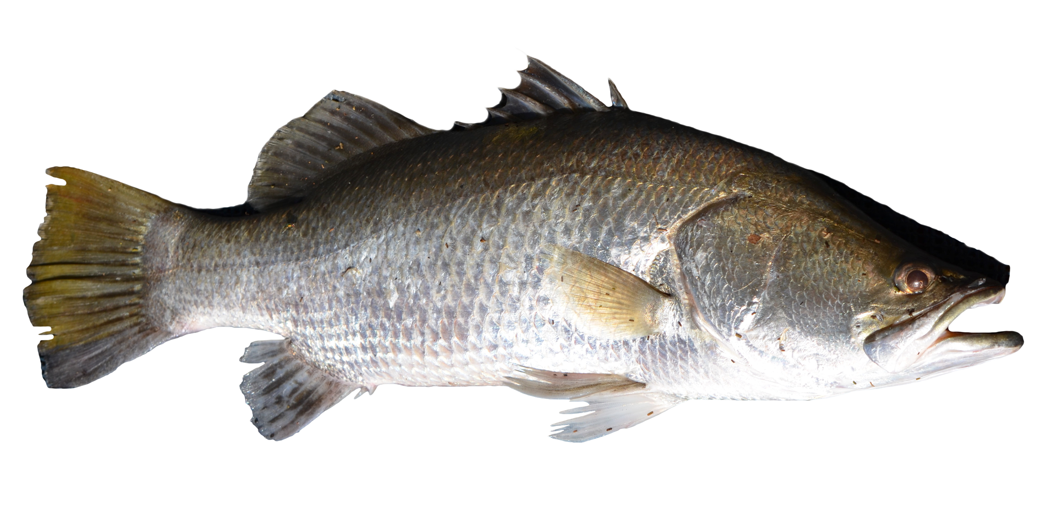Bass Fish PNG Image HD
