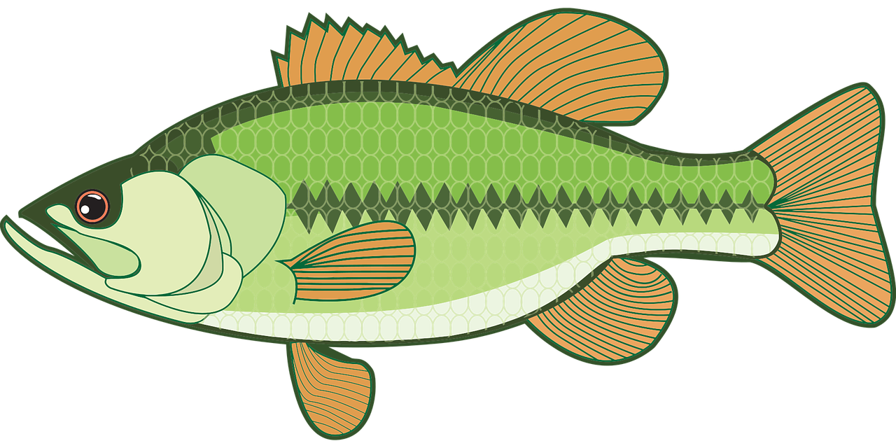Bass Fish PNG Image