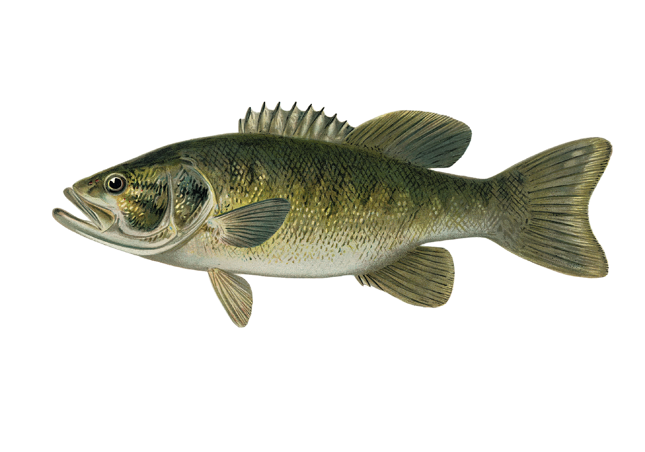 Bass Fish PNG Images