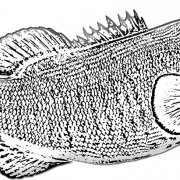 Bass Fish PNG Photo