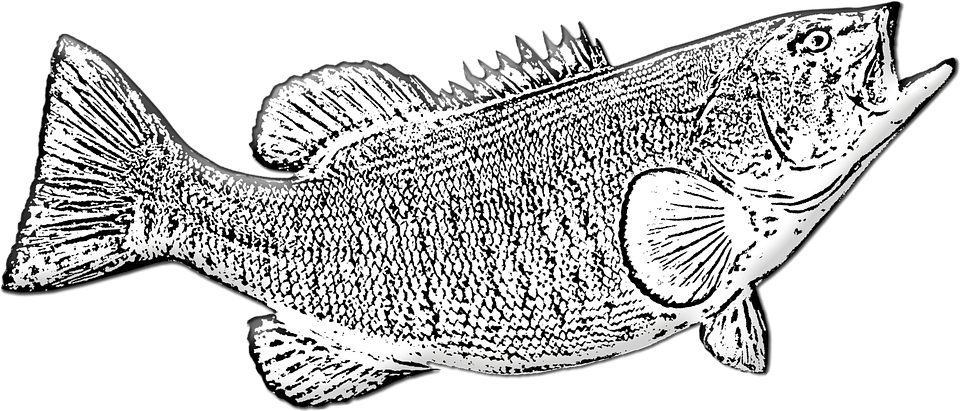 Bass Fish PNG Photo