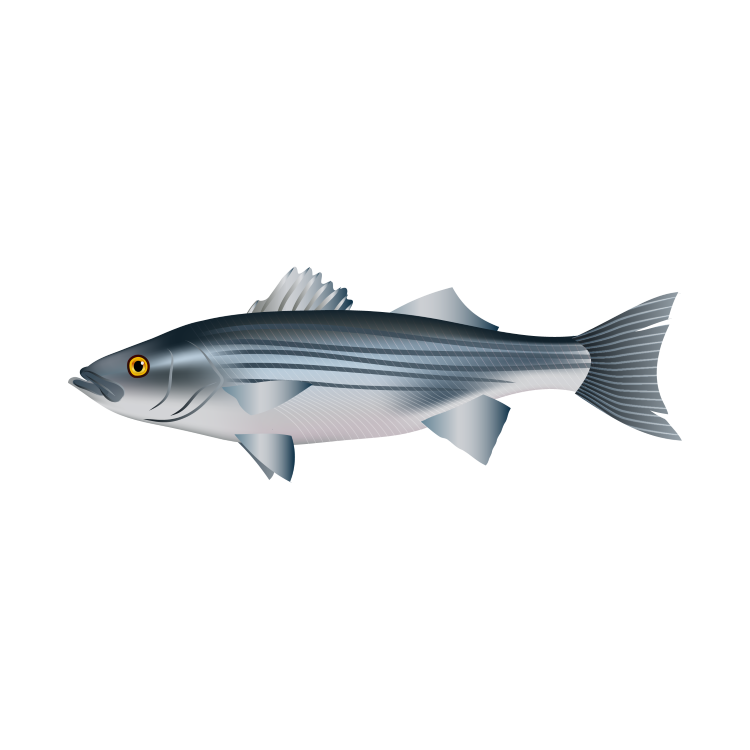 Bass Fish PNG Pic