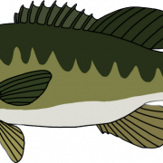 Bass Fish Transparent