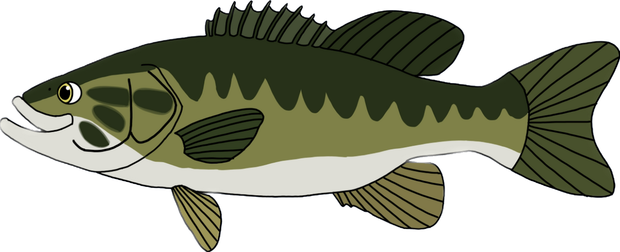 Bass Fish Transparent