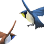 Bird Flying Background PNG