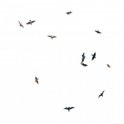 Bird Flying PNG Image File
