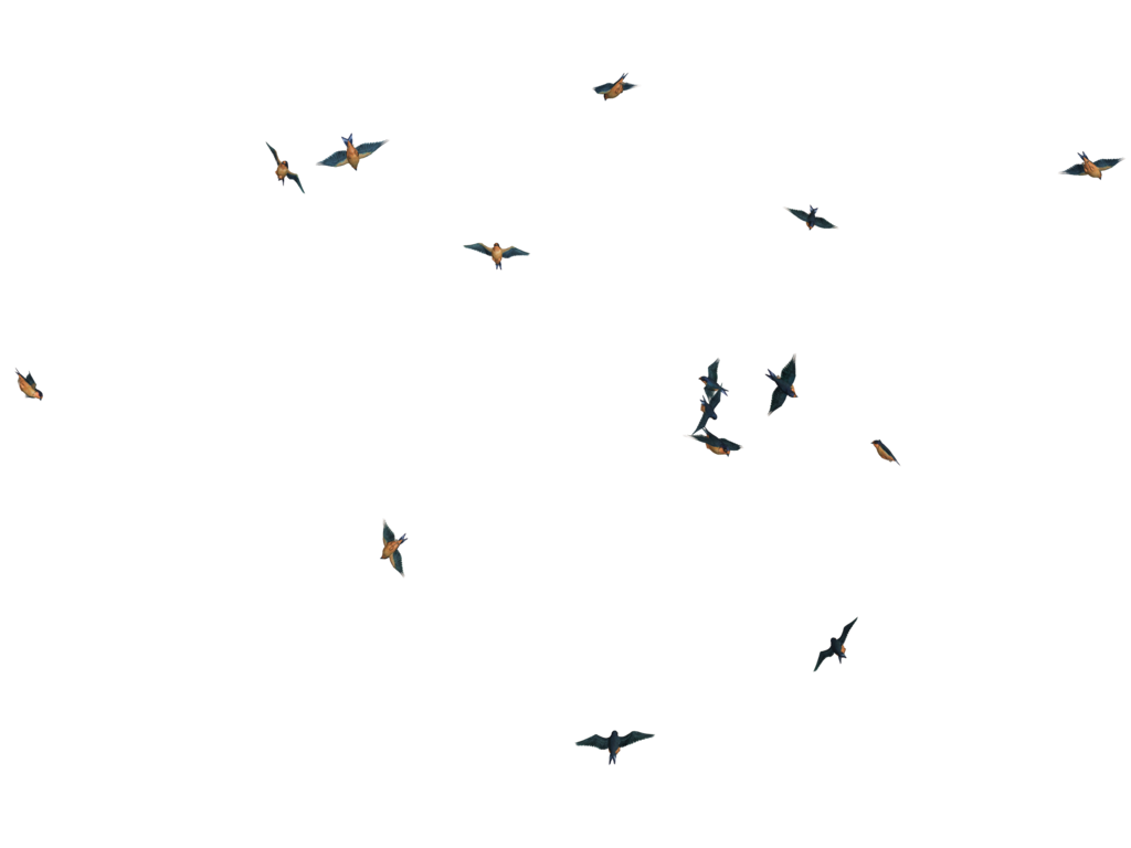 Bird Flying PNG Image File