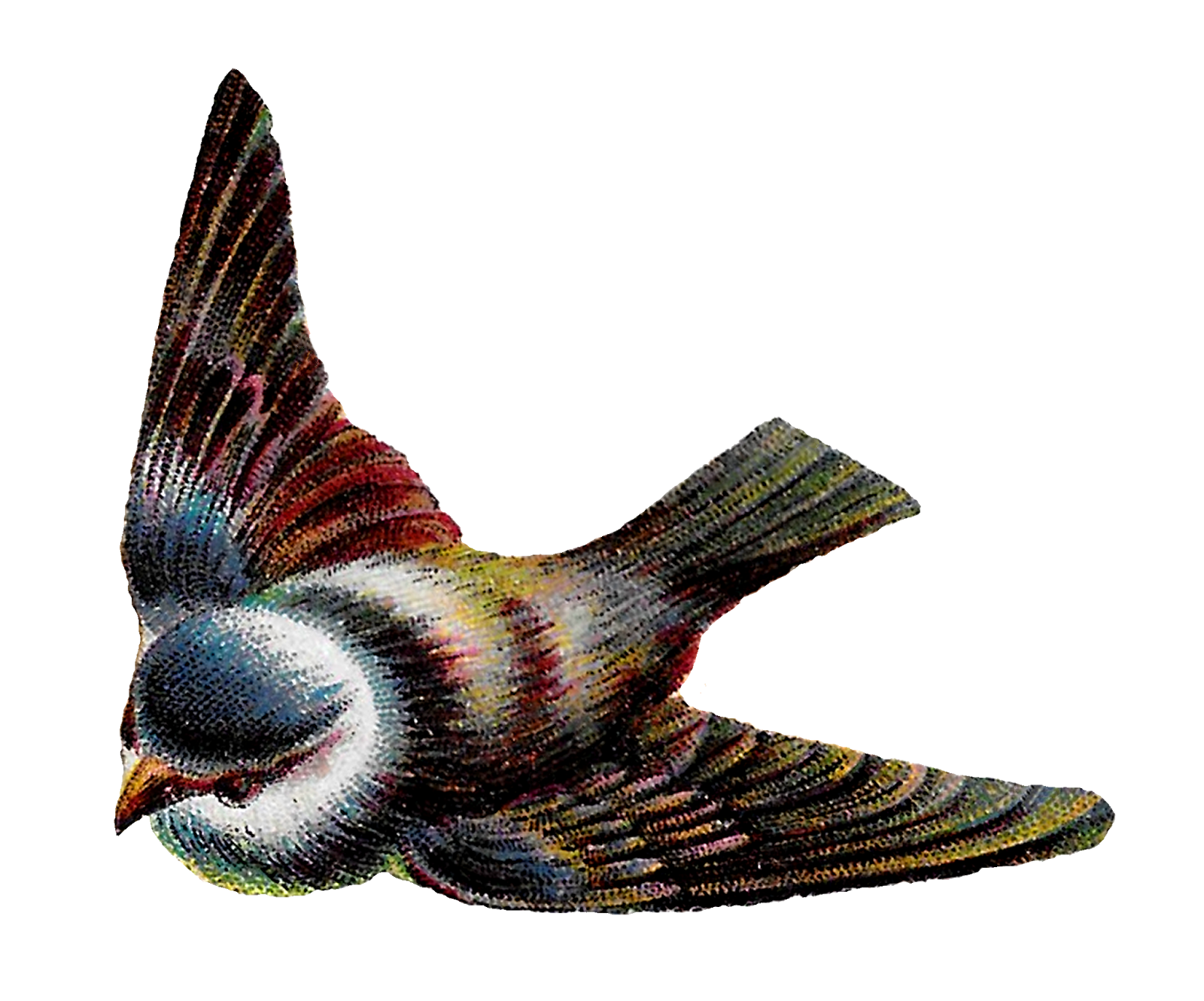 Bird Flying PNG