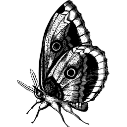 Black Butterfly PNG File