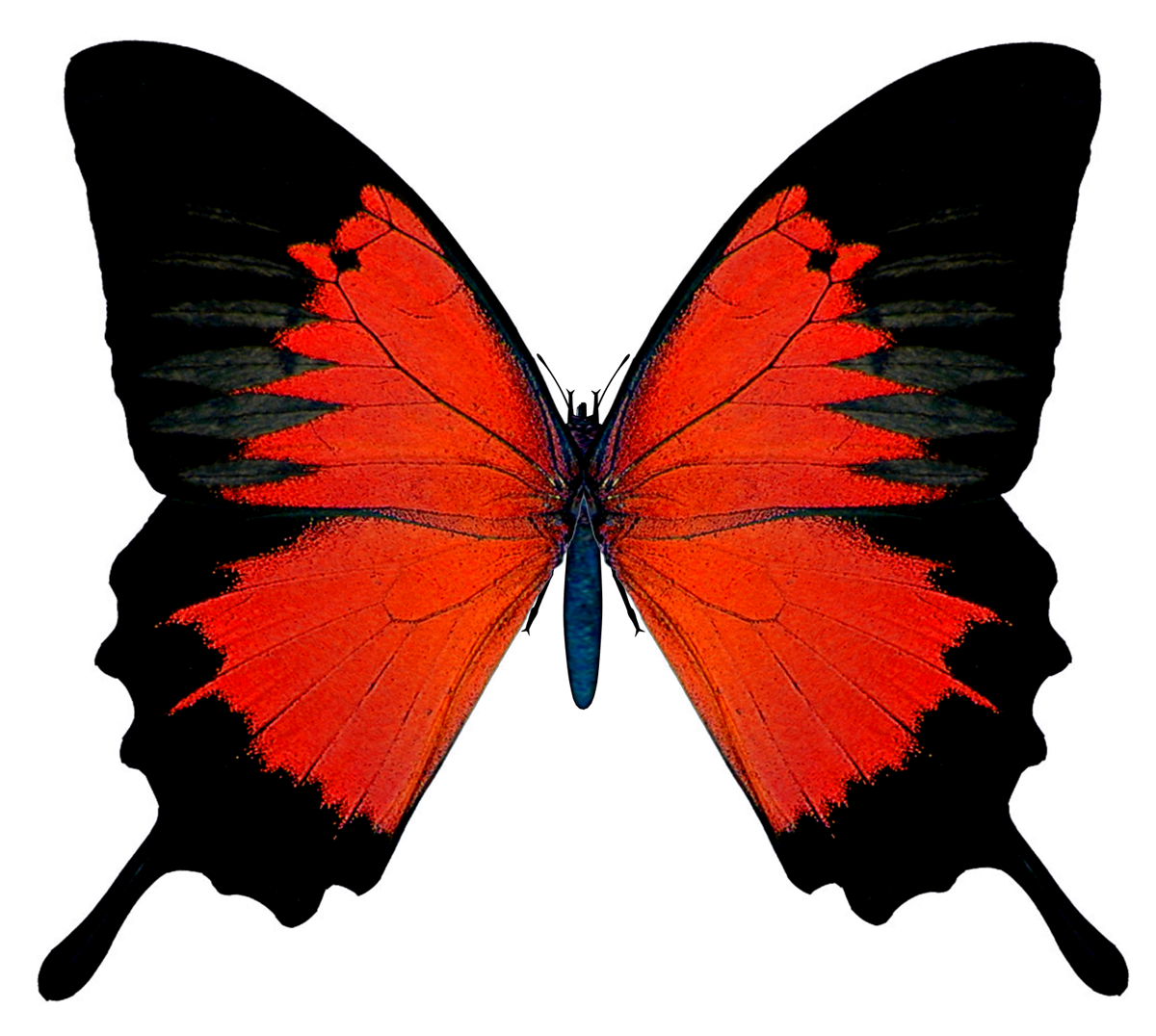 Black Butterfly PNG Image File