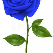 Blue Rose PNG Photo