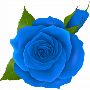Blue Rose PNG Photos