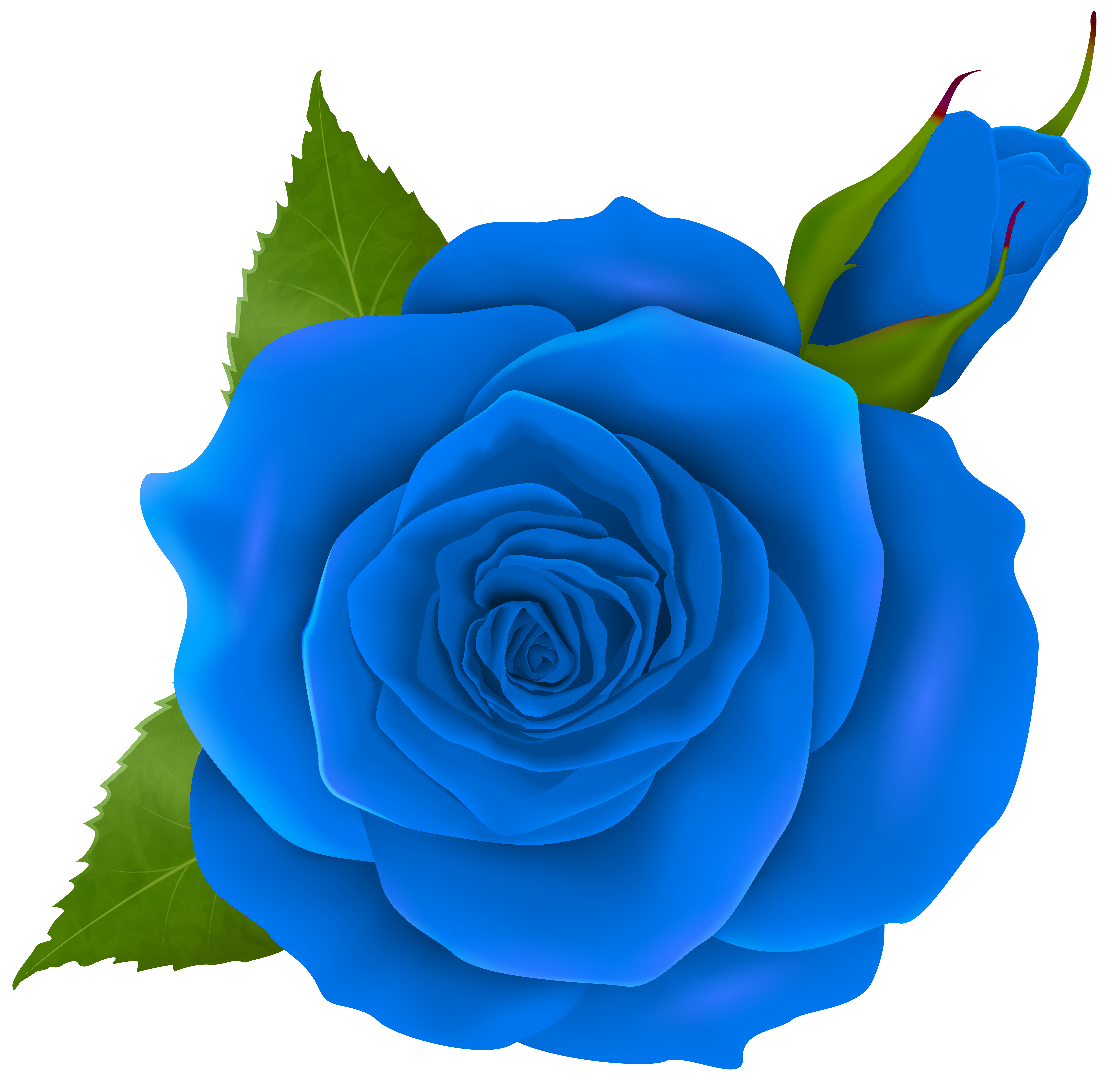 Blue Rose PNG Photos