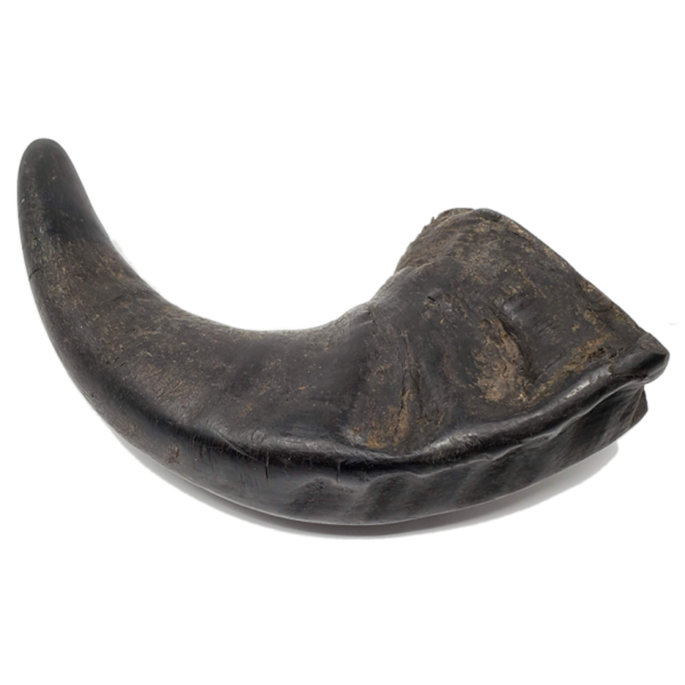 Buffalo Horns PNG Picture