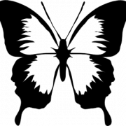 Butterfly Black And White