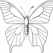 Butterfly Black And White Background PNG