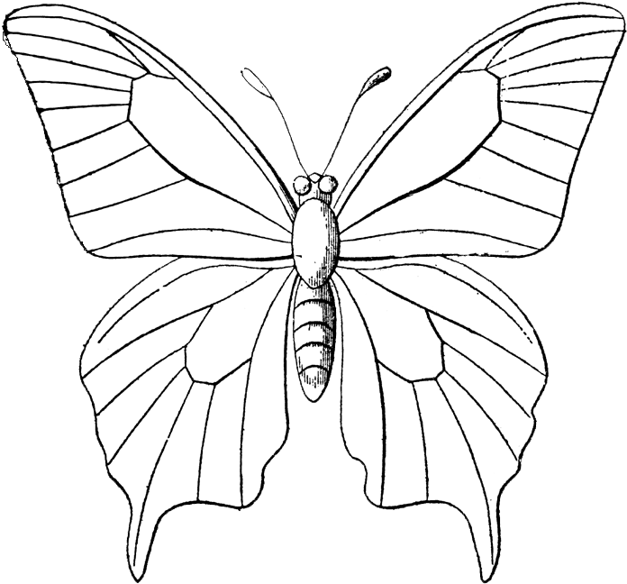 Butterfly Black And White Background PNG