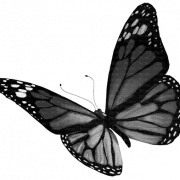 Butterfly Black And White No Background