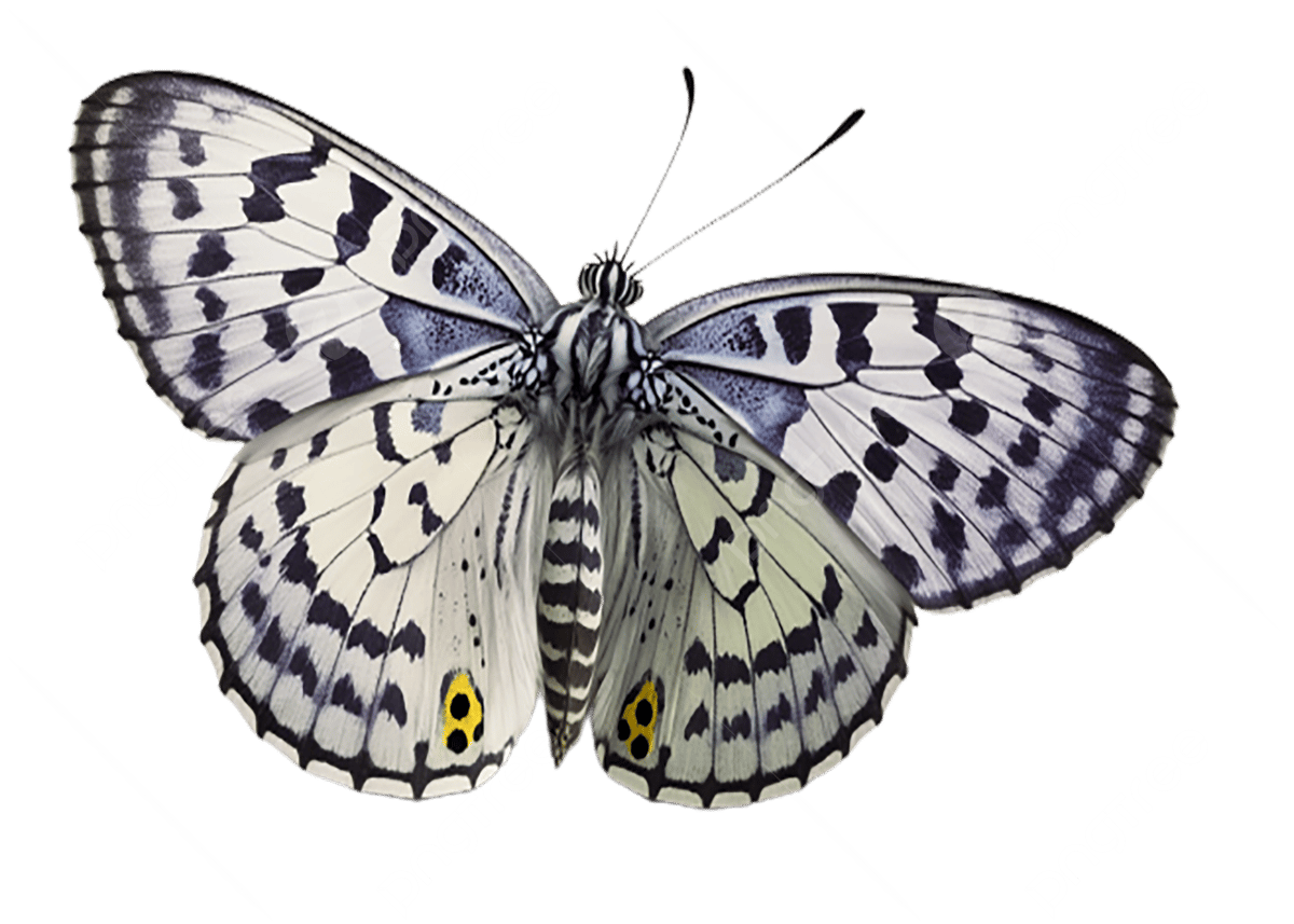 Butterfly Black And White PNG Image File