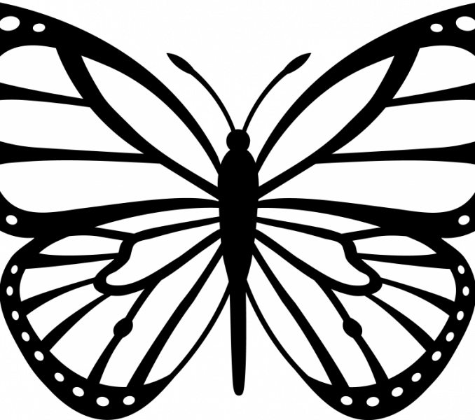 Butterfly Black And White PNG Images HD