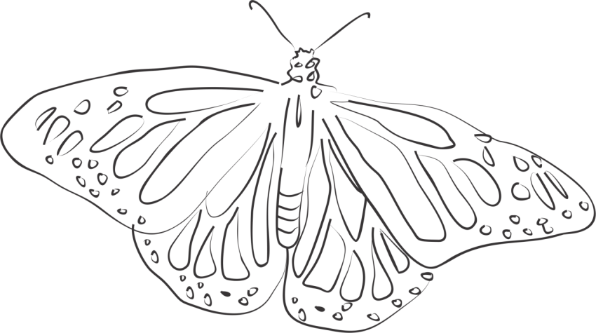 Butterfly Black And White PNG Photos