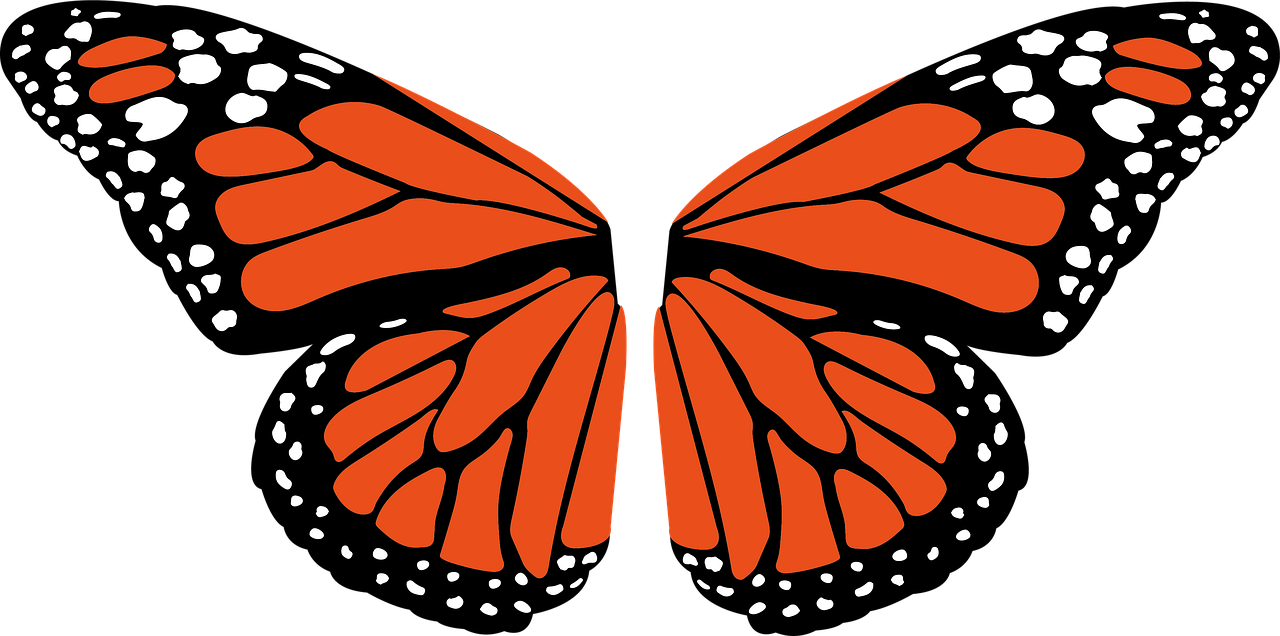 Butterfly Wings PNG Cutout