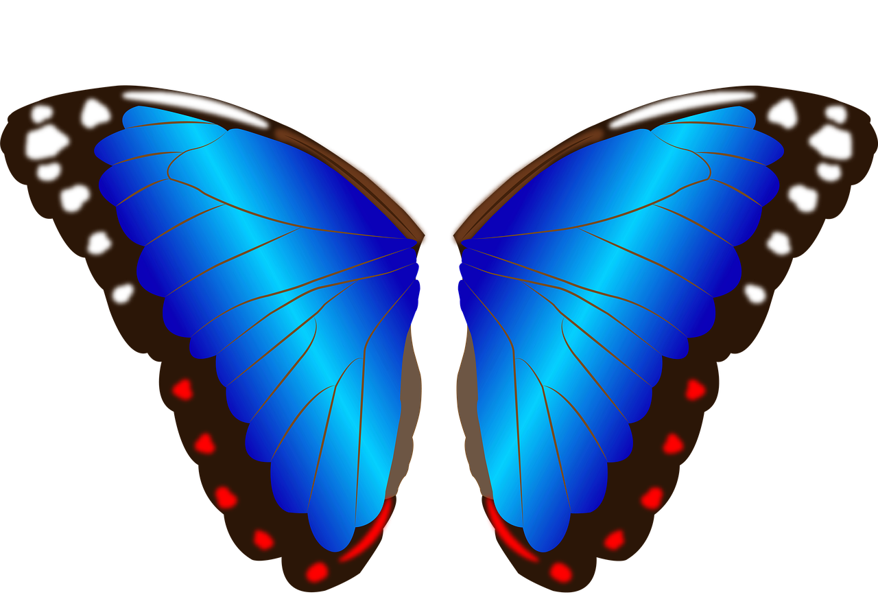 Butterfly Wings PNG Photo