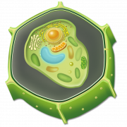 Cell Background PNG