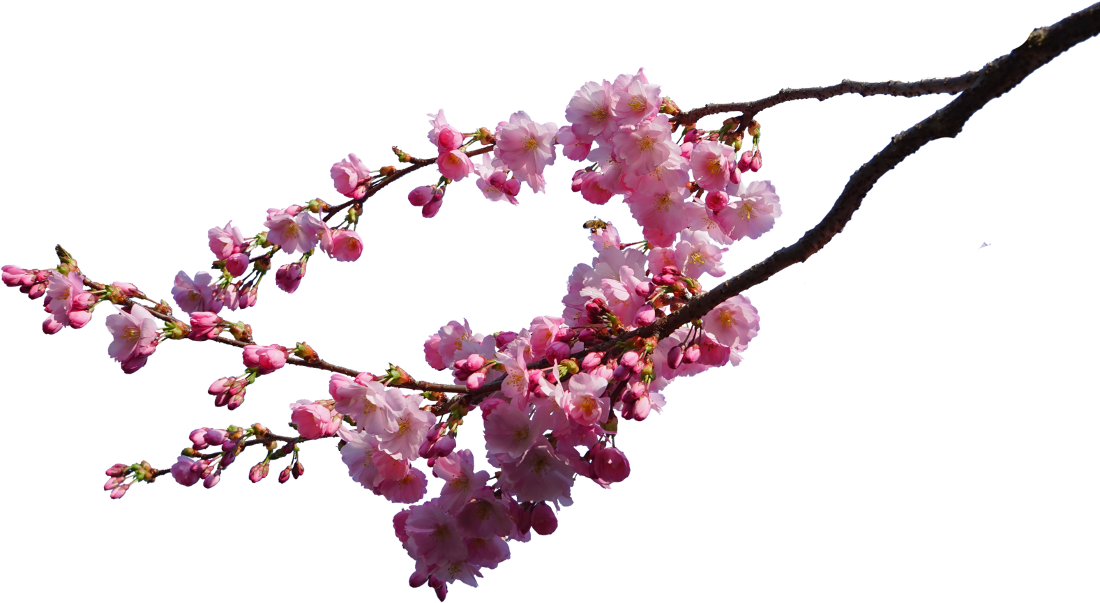 Cherry Blossom Tree Background PNG