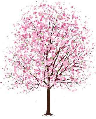 Cherry Blossom Tree PNG Background