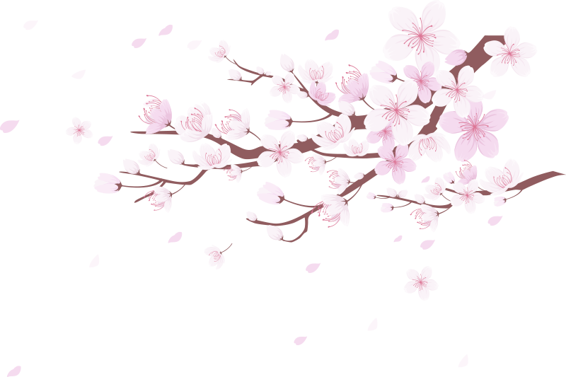 Cherry Blossom Tree PNG Images HD