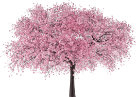 Cherry Blossom Tree PNG Pic