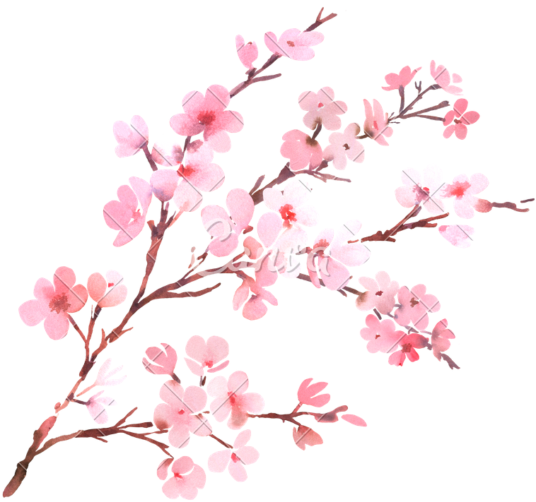 Cherry Blossom Tree Transparent